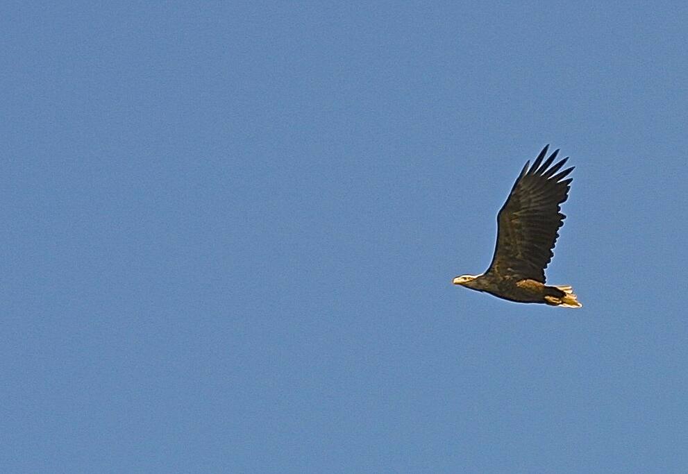 Freedom