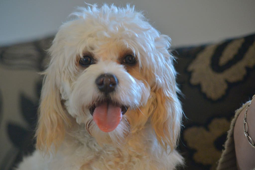 Alfie is hypoallergenic and does not shed