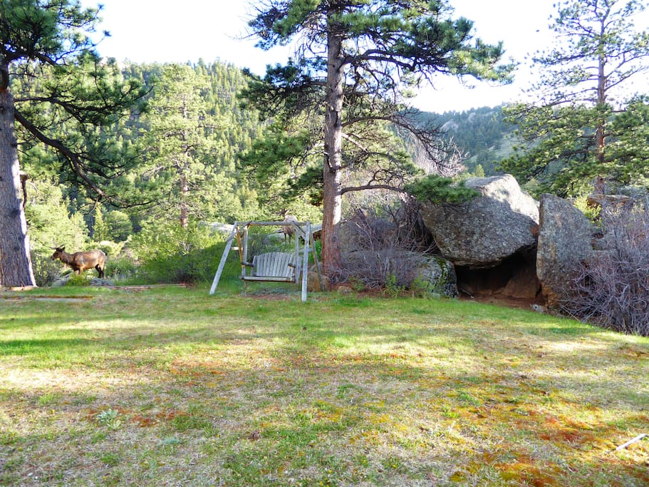 Front lawn - wildlife, dense forest, rock outcroppings, swing all on 2 ac of land
