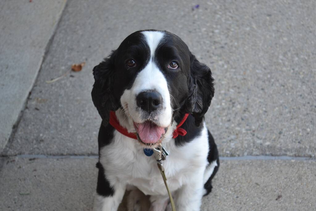 this is Buck