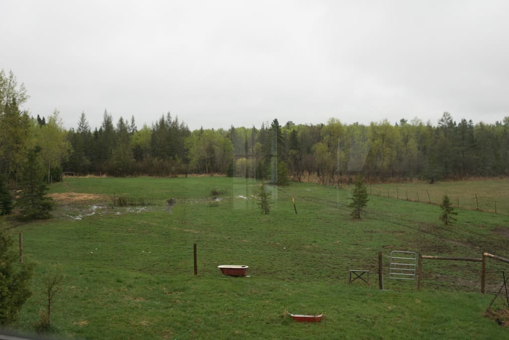 View from bedroom (deer are not an uncommon sight)