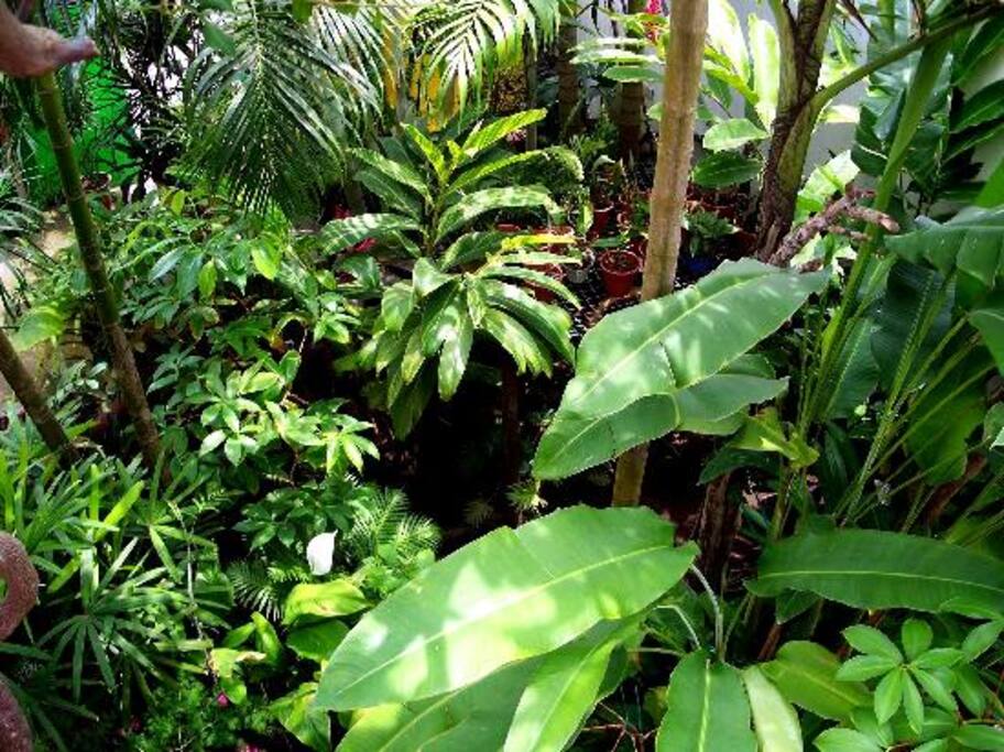 Beautiful tropical Forest