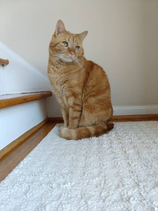 Thomas the cat