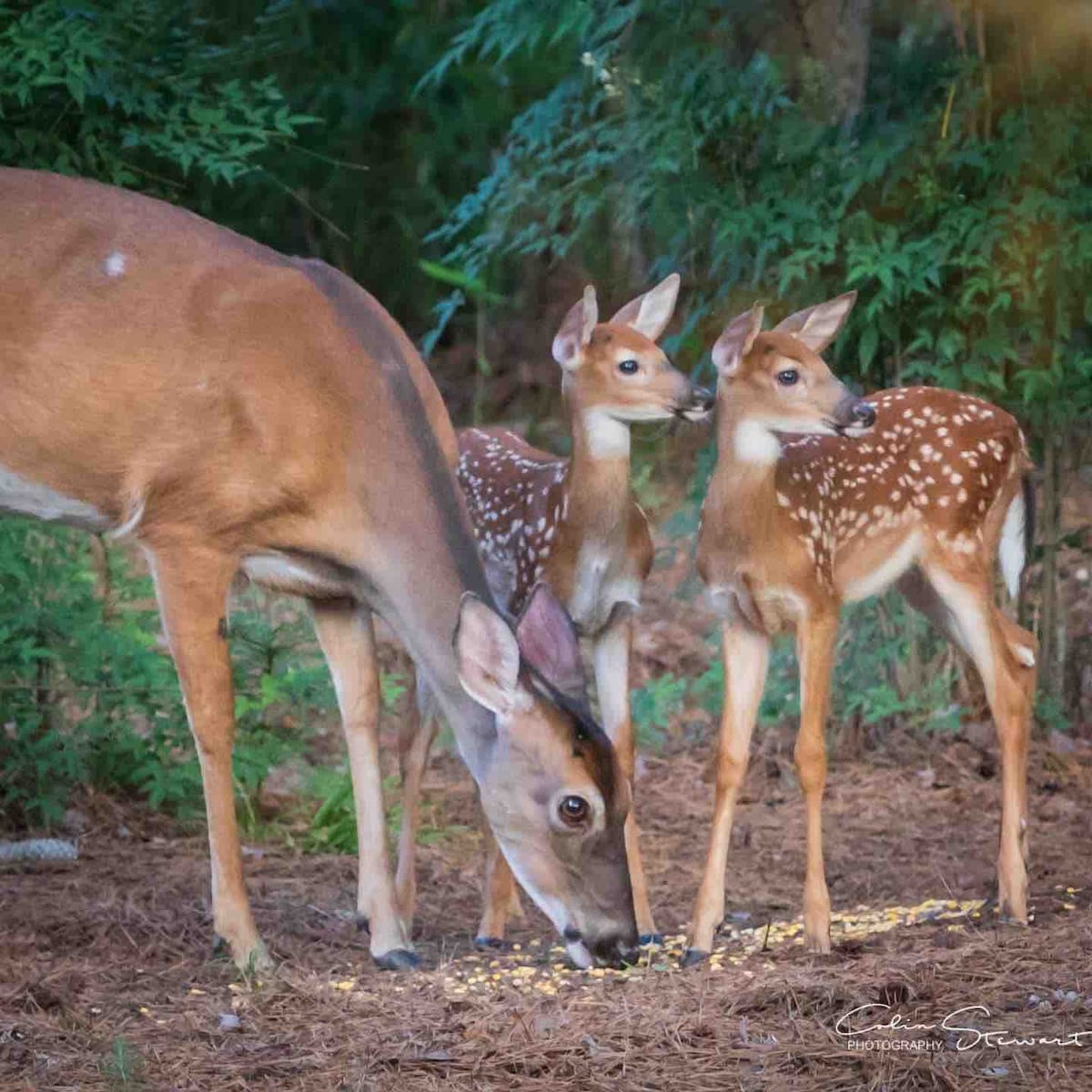A deer with two spotted fawns is shown in a wooded area, foraging for food on the ground. Lush greenery surrounds the scene, highlighting the natural setting. The soft brown hues of the deer complement the forest's earthy tones.