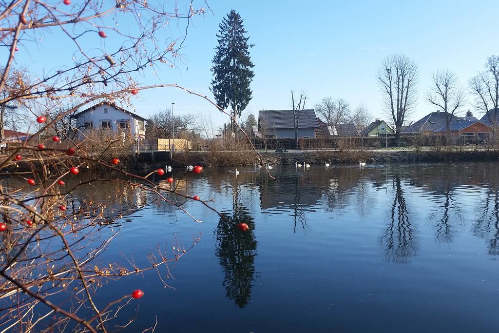 Schwäne auf der Mur Swans at the river Mur