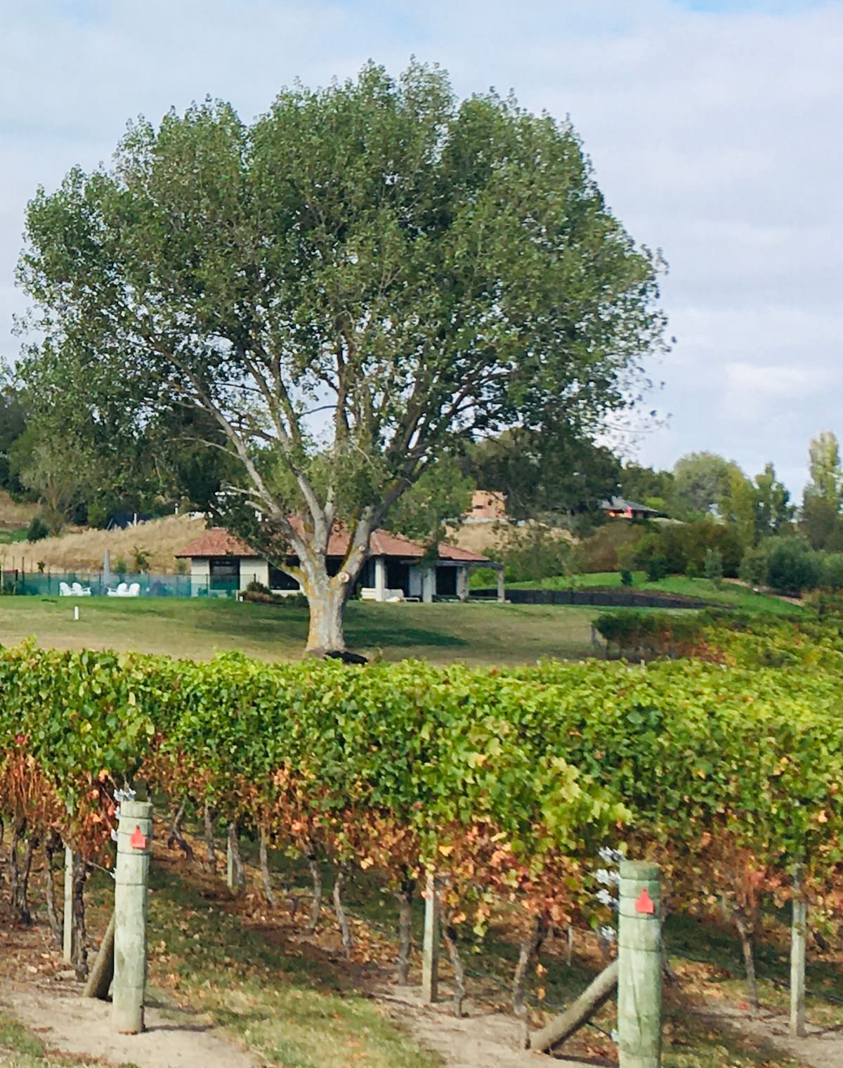 Lush vineyards stretch across rolling hills, with a large green tree standing prominently in the foreground. The cottage is nestled in the background, surrounded by vibrant greenery and cultivated land, providing a sense of tranquility amid the picturesque landscape.