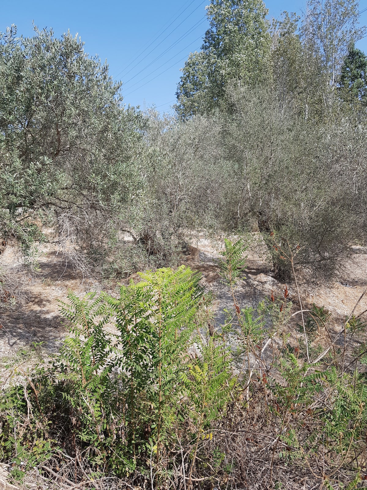 An outdoor scene showcases a serene natural landscape, featuring various olive and poplar trees amid dense greenery. Bright sunlight illuminates the area, drawing attention to the diverse foliage and earthy soil underfoot.