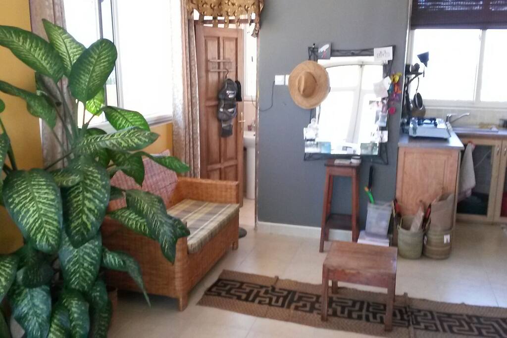 This plant has been following me for 4 years, and yes, the door opens on the toilet
