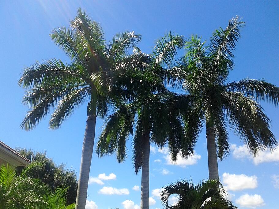 South Florida Palms