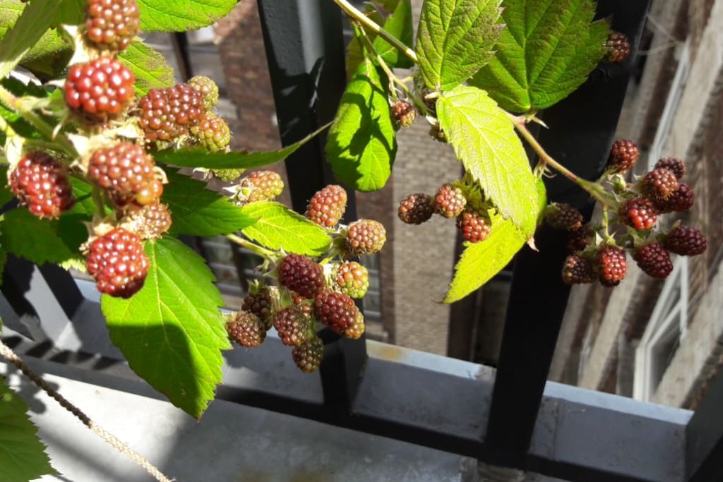 Brombeeren auf der Dachterrasse