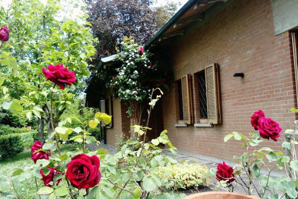 rose