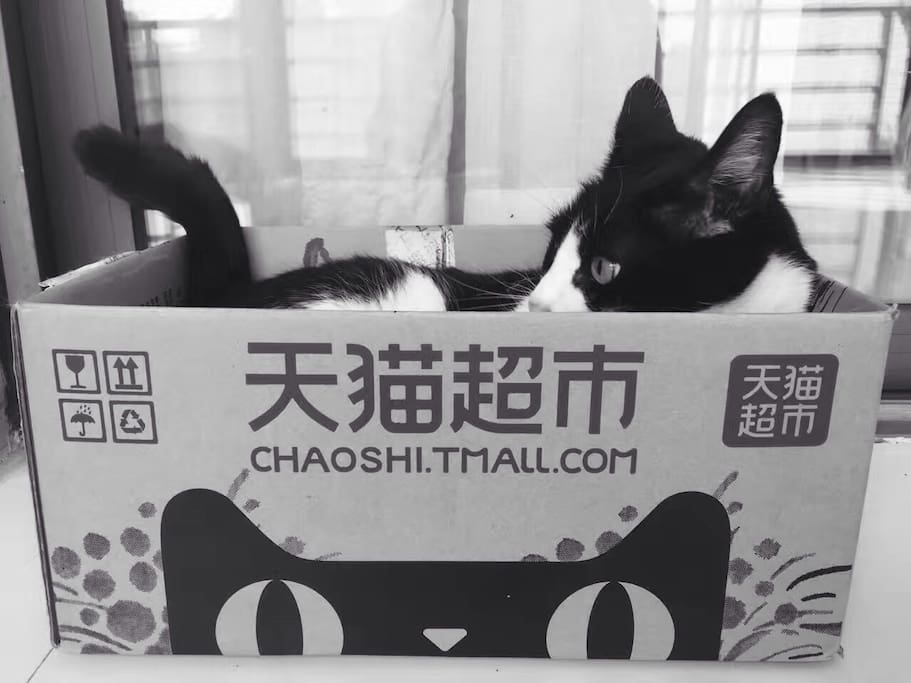 Fat cat stay at home!