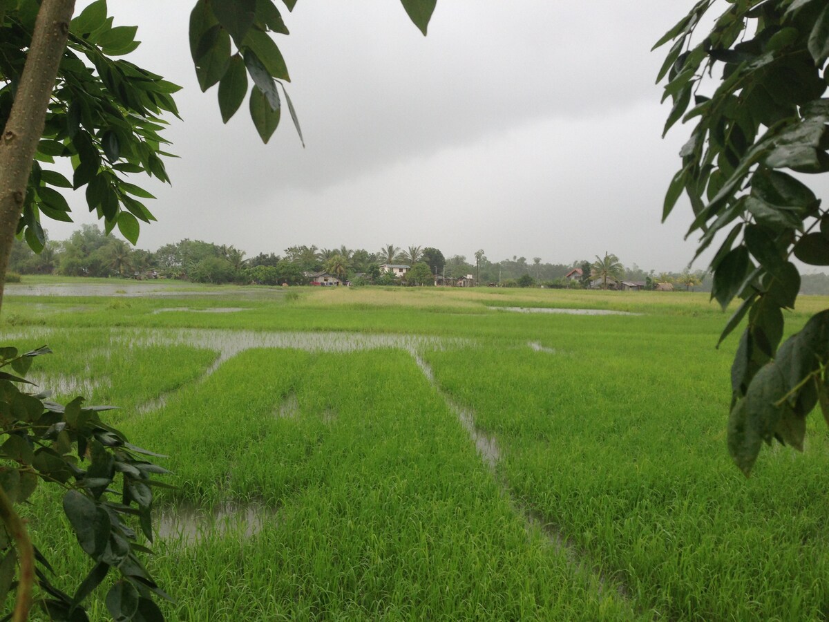 Expansive rice fields stretch across the landscape, featuring lush green vegetation. A few residential structures are visible in the distance, framed by trees. The sky is overcast, suggesting a tranquil and serene atmosphere.