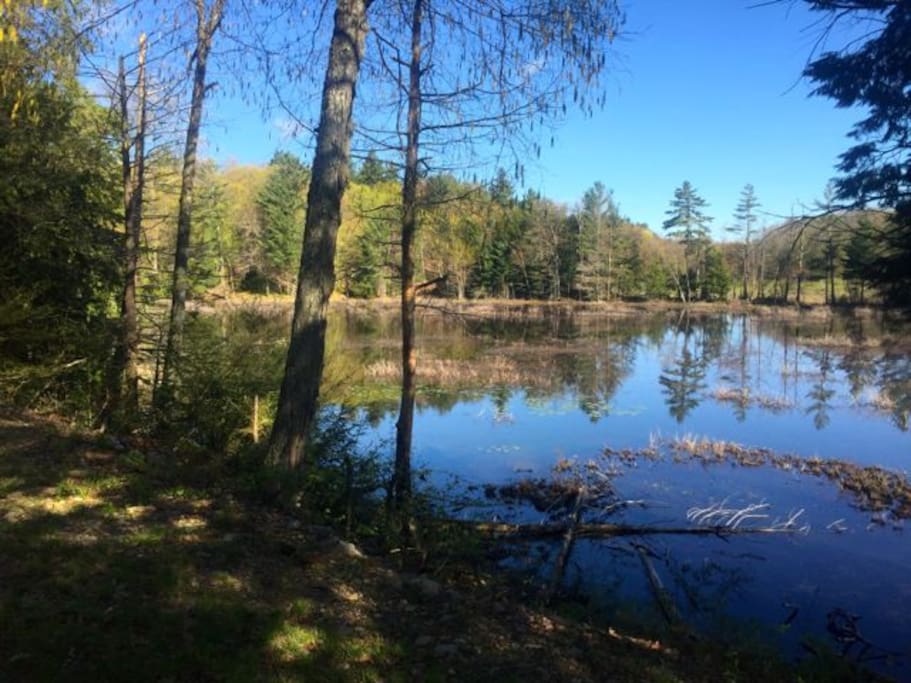 View of Marsh