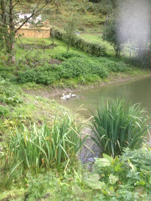 Ducks enjoying the pond