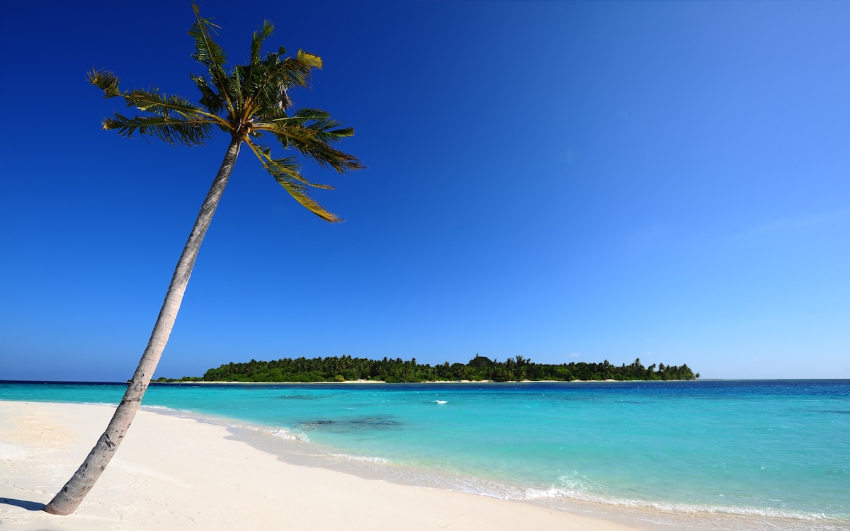 A serene beach landscape is depicted, featuring soft, white sand meeting clear turquoise waters under a vibrant blue sky. A single palm tree extends towards the water, adding to the tranquil coastal scene, with lush greenery visible along the distant shoreline.