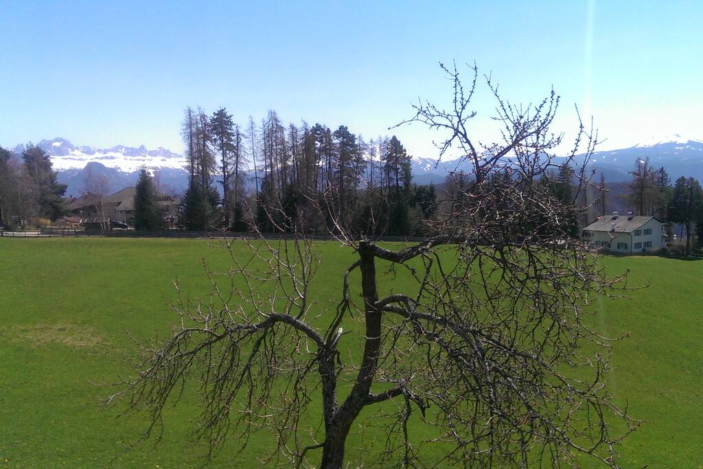 The house view