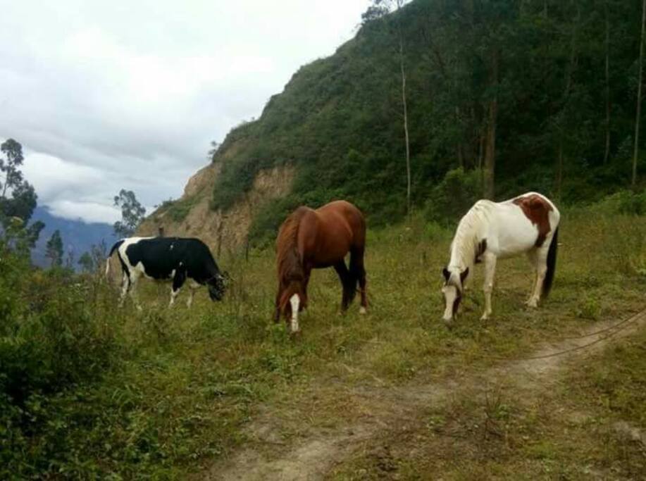 Algunos animales al otro lado en la propiedad