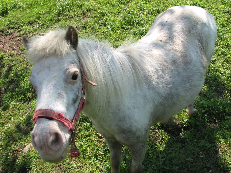 Unser Pony Rosali