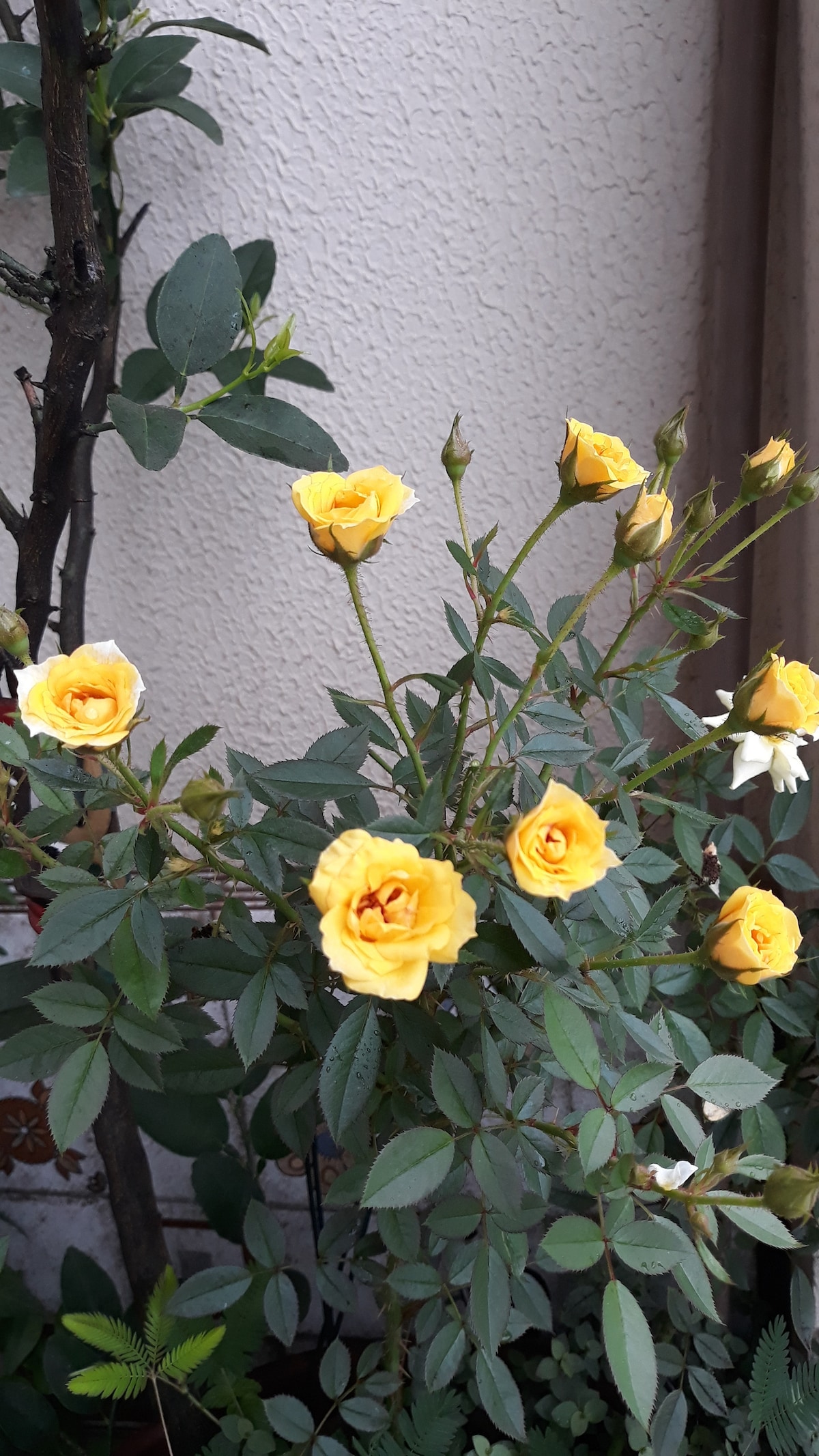 A cluster of yellow roses is observed among lush green leaves. The flowers exhibit varying stages of bloom, from tightly closed buds to fully opened blossoms, enhancing the vibrancy of the greenery surrounding them.