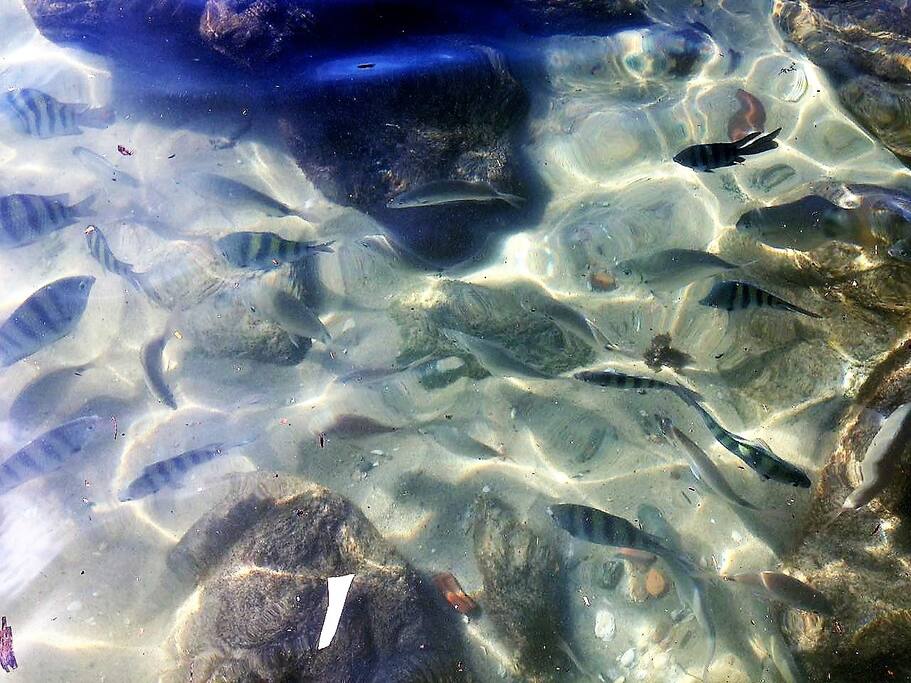 Praia da Sepultura à 10min de distância do apartamento , com piscina natural onde se alimenta os peixes diretamente com as mãos.