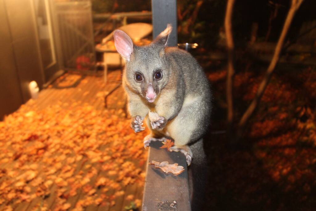 This is Poss one of our many Brush Tail Possums.