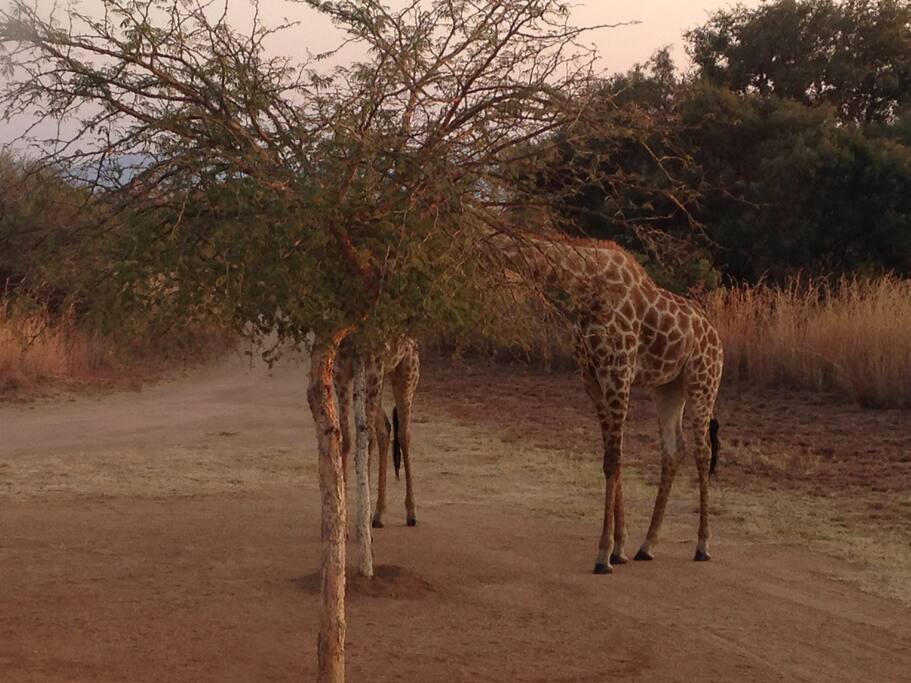 Visiting Giraffe's