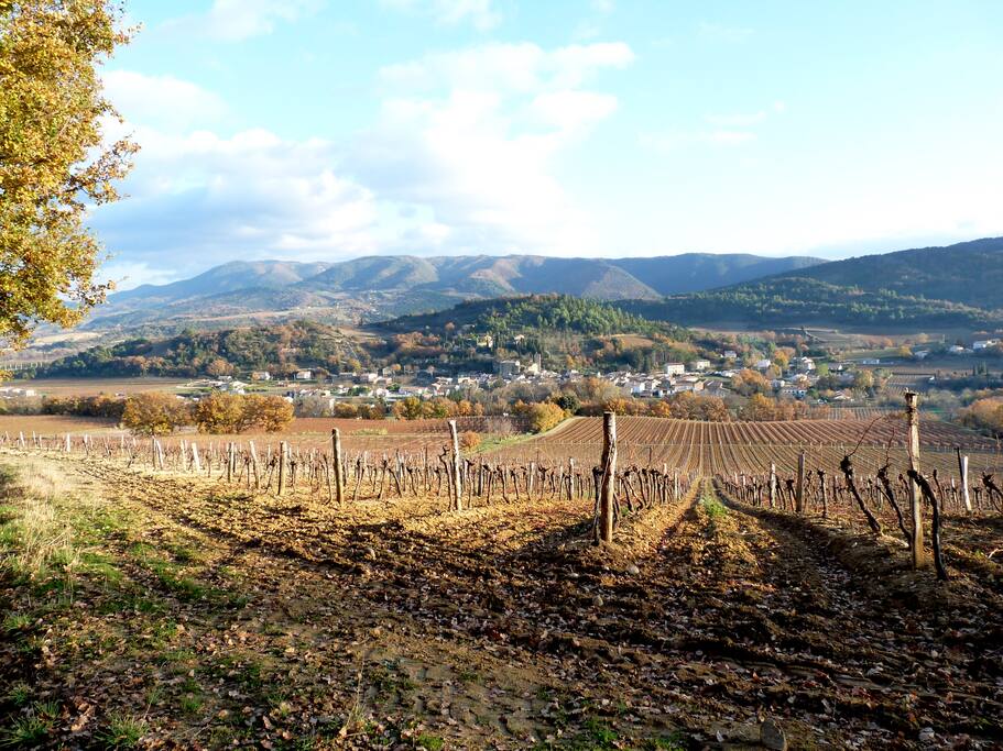 Le vignoble autour du village.
