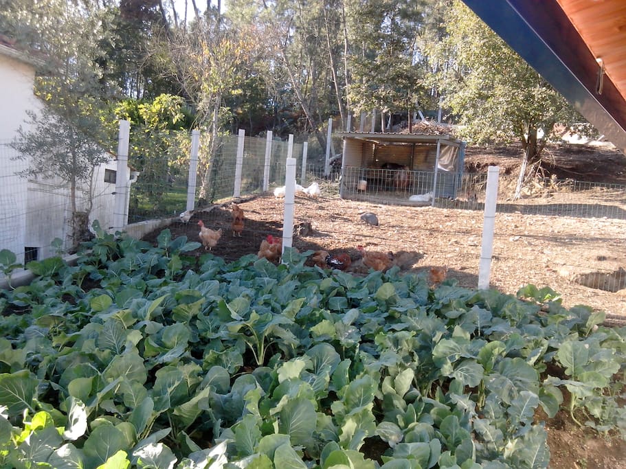 Horta