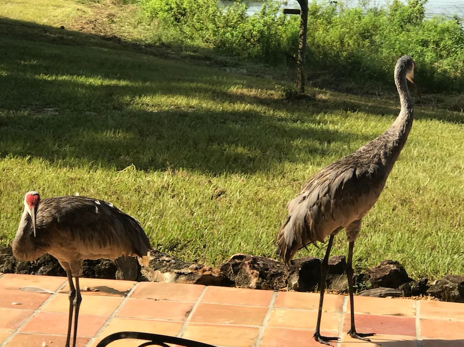Sandhill Cranes trespassing