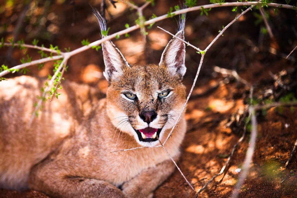 Caracal