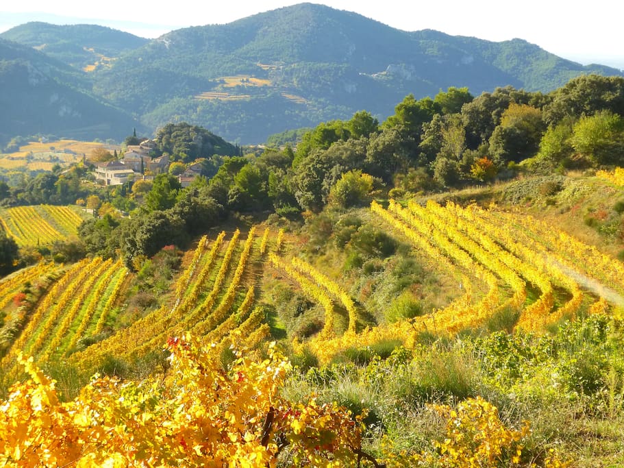 vignobles en terrasse côté Dentelles du Montmitail