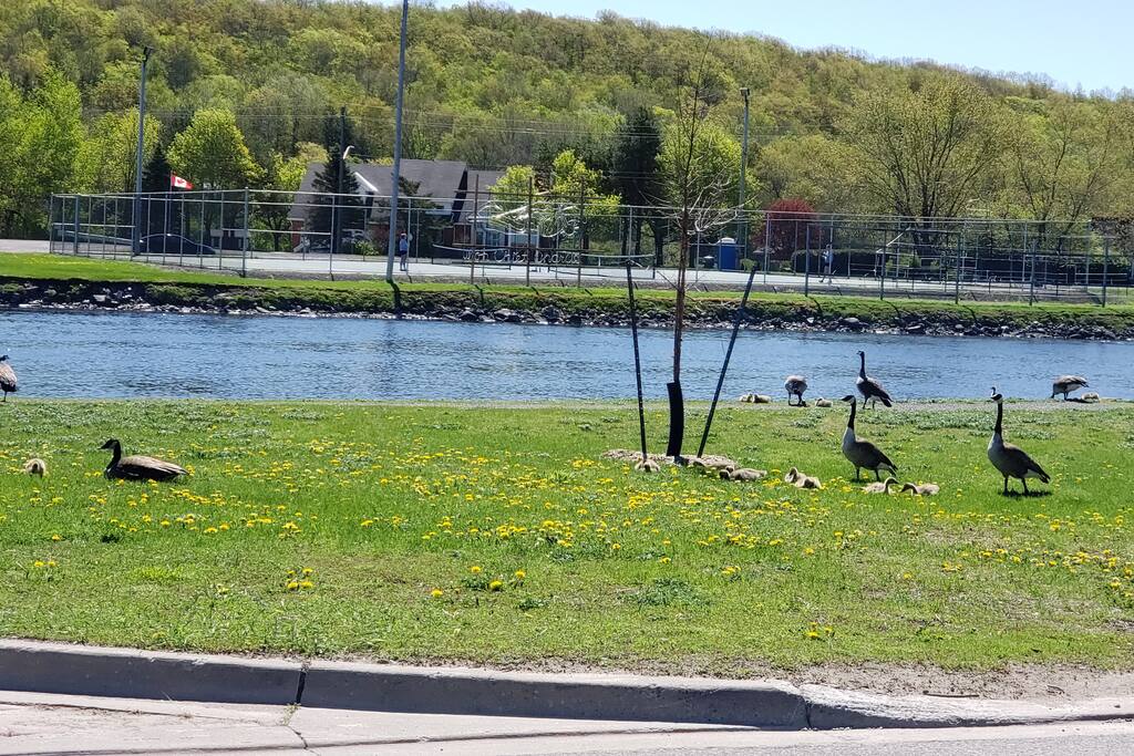 Campbellford studio apt Unit 4 - Apartments for Rent in Campbellford