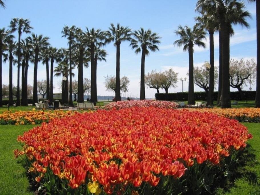 Garden croisette 100 meters away from the studio