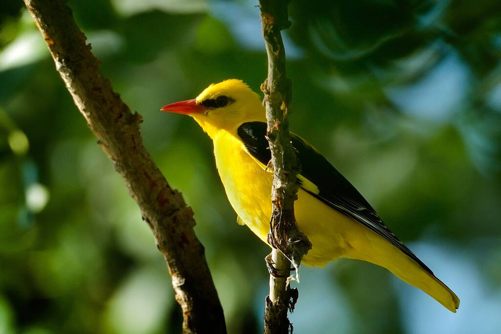 Golden orioles sing behind the gites