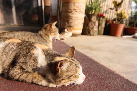 First Day of Alishan - High-end family six-person room/Sunrise cloud sea tour/Cat paradise/Secret Re