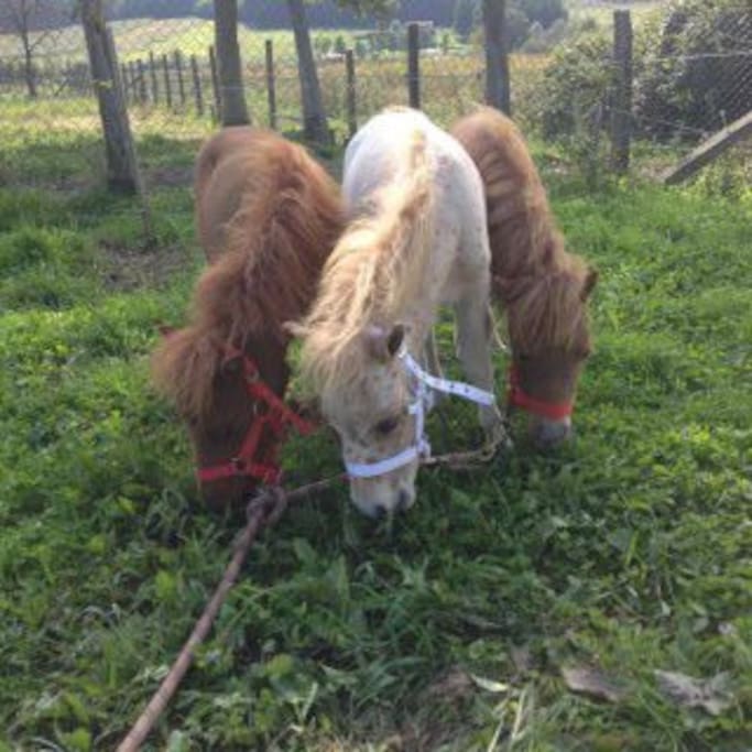 Miniature horses residents