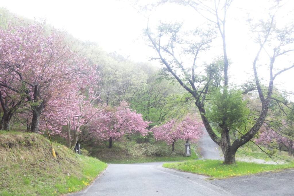 玉乃湯玄関先の春の風景