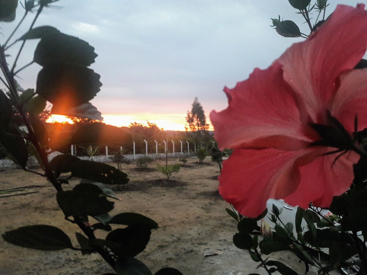 A vibrant pink flower is framed in the foreground, while a tranquil sunset casts warm tones across the sky in the background. A landscape of greenery and a white fence is visible, adding to the serene outdoor setting.