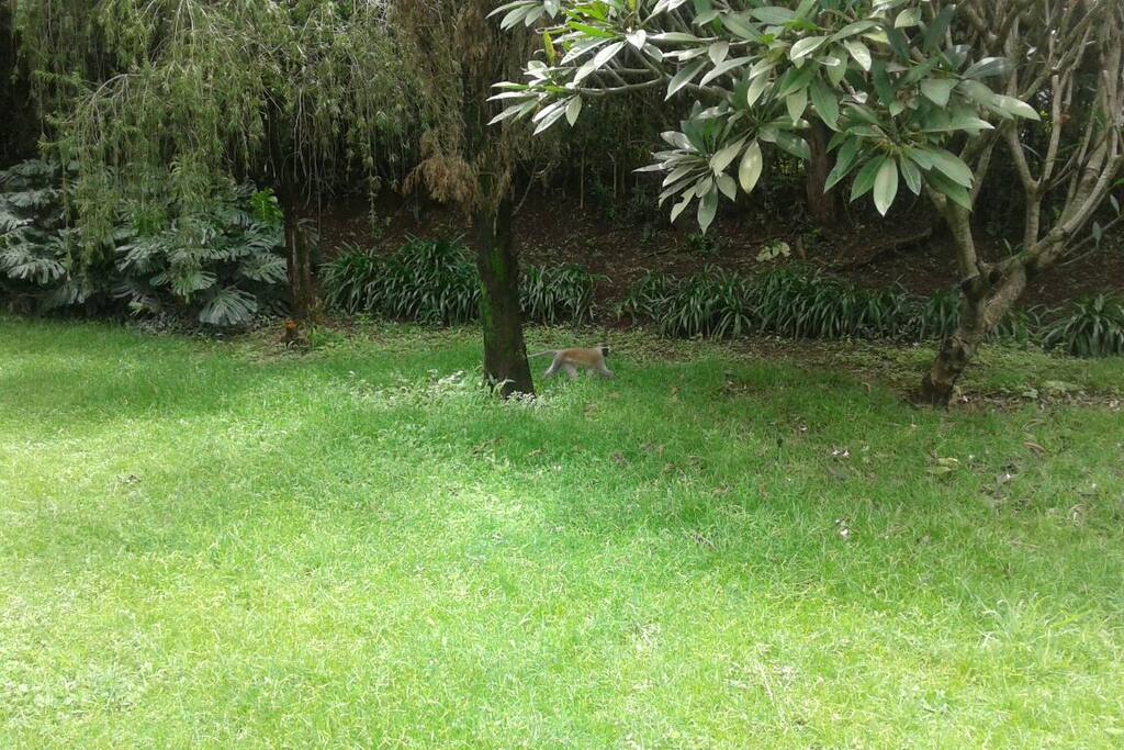 backyard garden