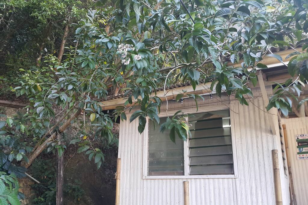 The fallen tree hit the corner beam and provide an unusual canopy to the frontage