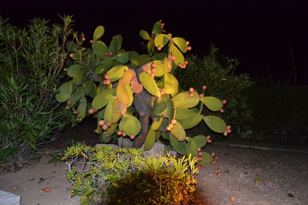 Giardino notturno