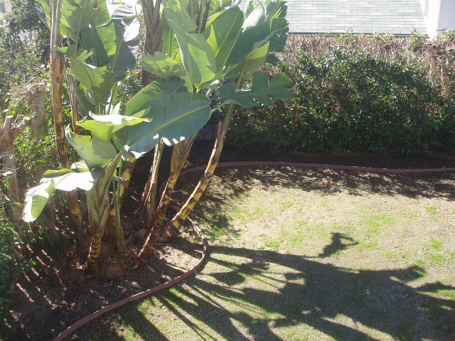 Private back yard