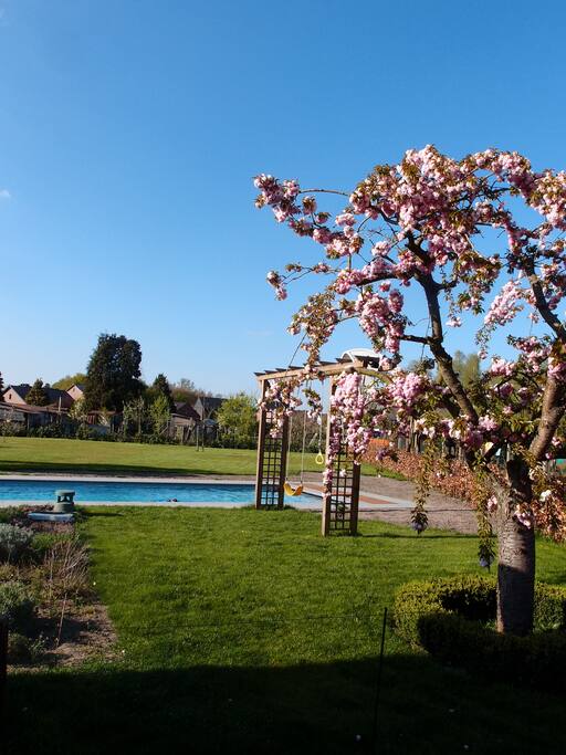 Garden and swimming pool in summer