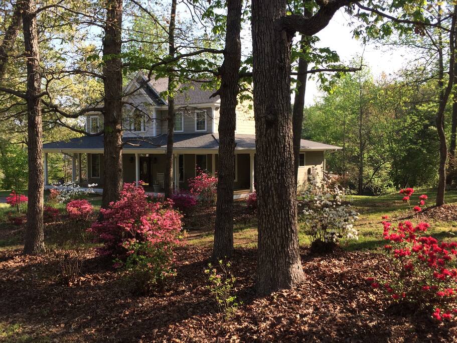 Azaleas in bloom