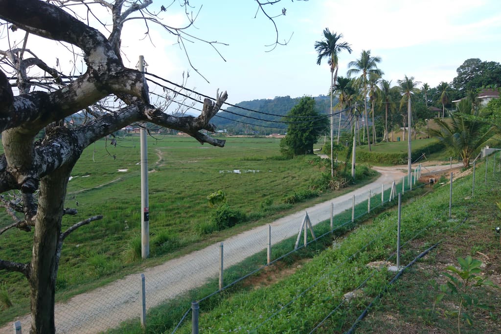 Paddy Field view from Villa Compound.