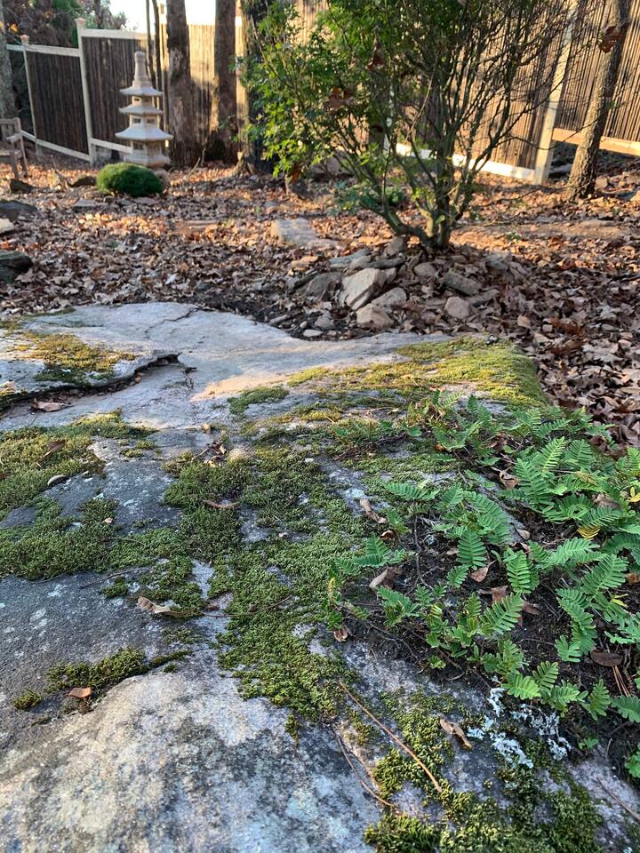 True to its location in Stonecrest, Trinity Treehouse’s Zen garden is replete with centuries-old rocks and boulders. This one has its own eco-system with miniature woodland ferns, moss and lichen.