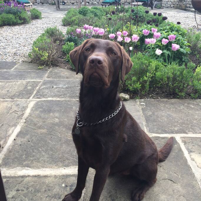 Max the friendly Labrador
