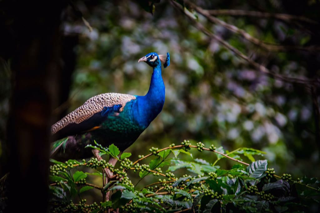 You might find an unsuspecting peacock strutting along, eager to be admired