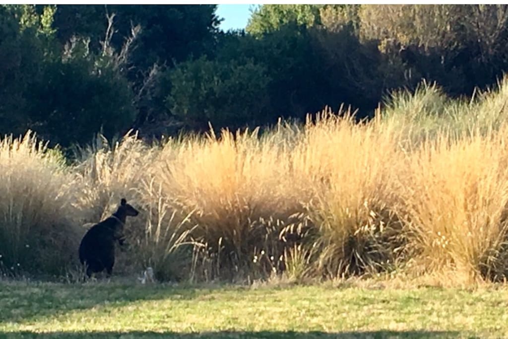Watch the kangaroos in the grass from the porch